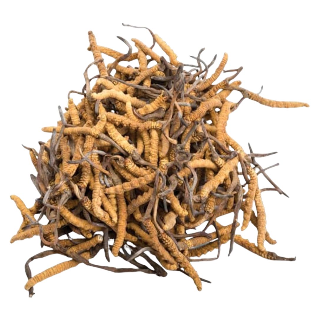 Cordyceps