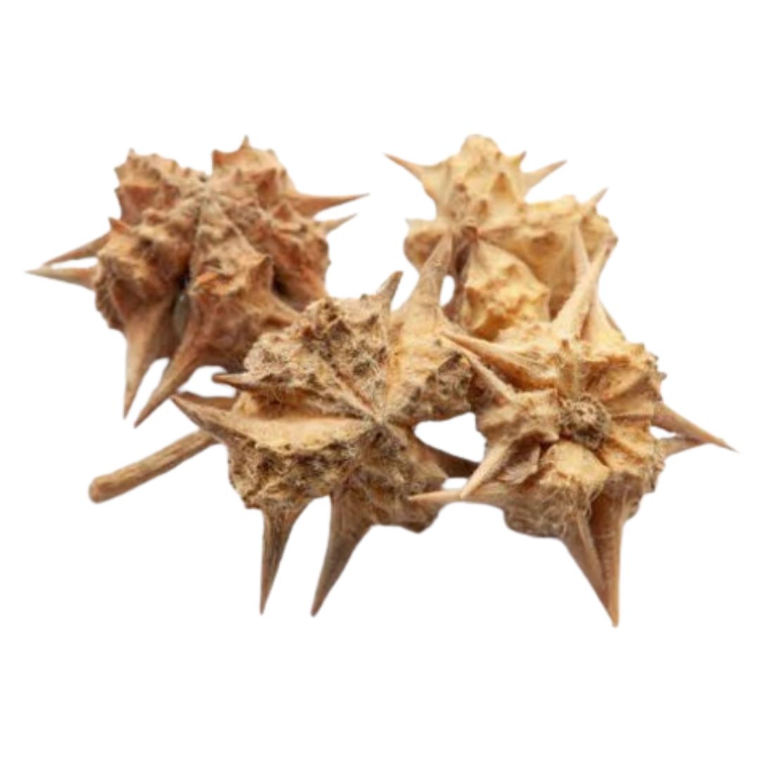 Gokhru (Tribulus Terrestris)